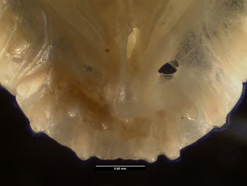 Media type: image;   Herpetology R-10492